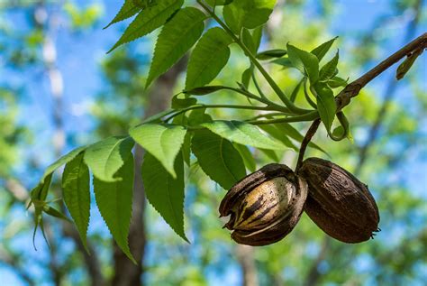 How to Plant and Grow Pecan Trees