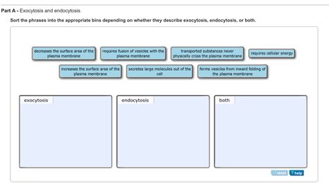 Exocytosis And Endocytosis