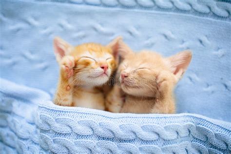 Baby Cat. Ginger Kitten Sleeping Under Blanket Stock Image - Image of ...