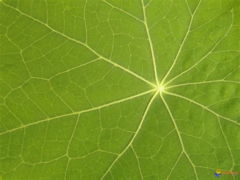 Photo : Détail des nervures des feuilles