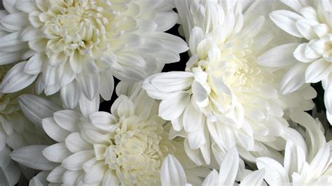 White Flowers Wallpapers - Wallpaper Cave