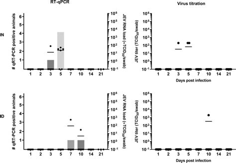 Nasal JEV excretion. Number of JEV excreting animals (bars) and JEV RNA ...