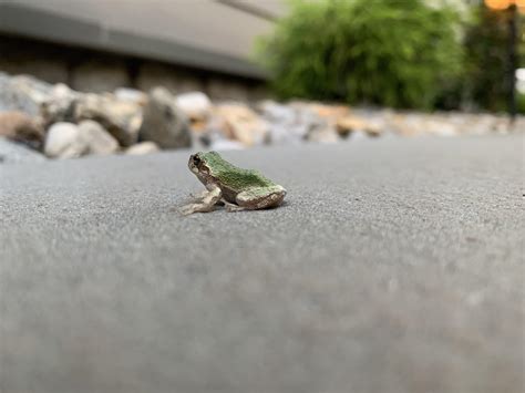 Froge : r/photos