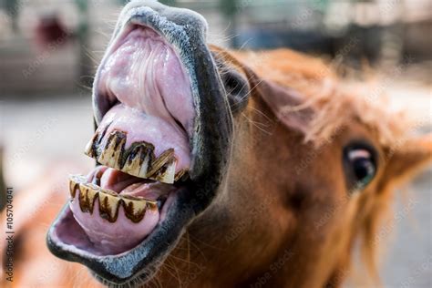 Funny smiling horse portrait Stock Photo | Adobe Stock