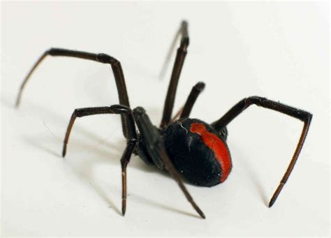 Hidden housemates: the Australian redback spider