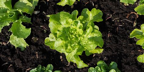 Cómo cultivar lechugas orgánicas en casa sin tener un jardín ...