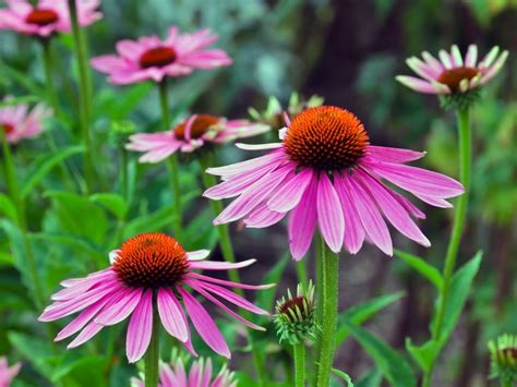 Heat Loving Perennials: Perennials For Hot Climates