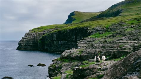 Faroe Islands Sheep Photography & Interesting facts about the sheep ...