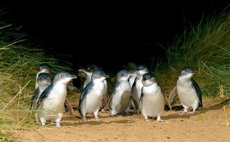 Watch Penguin Parade Live from Phillip Island for FREE at home