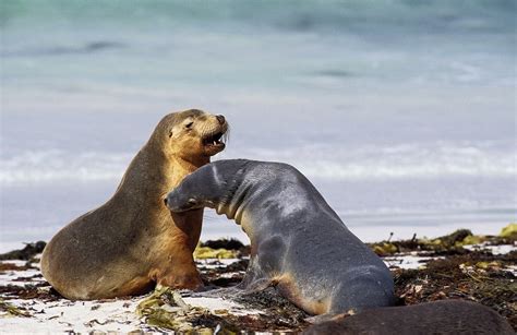 Are Sea Lions Dangerous To Humans? (+ Interesting Facts)