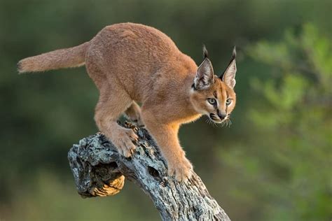 Caracal Cat Interesting Facts - Maine Coon Companion