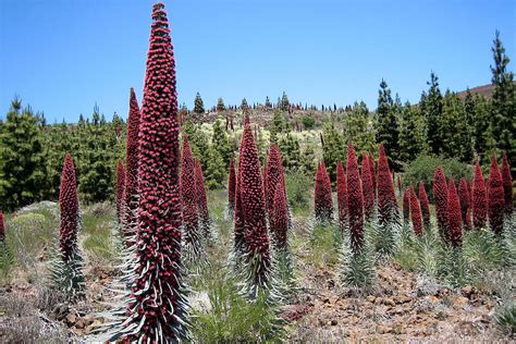 10 Endemic Canary Islands Plants - VillaGranCanaria