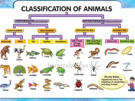 Classifications Of Animals by Maximilian Nowakowski