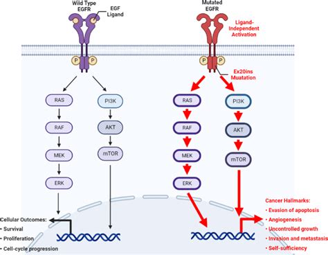 Simplified schematic diagram of the EGFR signaling pathway depicting ...