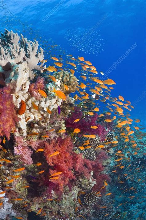 Lyretail anthias feeding on a reef - Stock Image - C015/5641 - Science ...