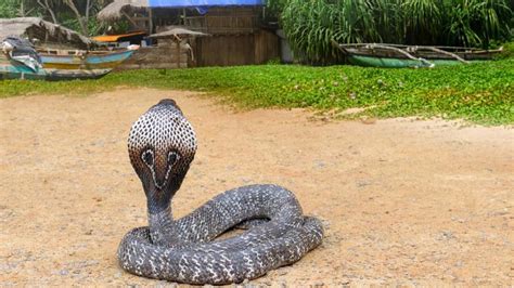 La cobra gigante africana, una realidad compuesta de cinco especies