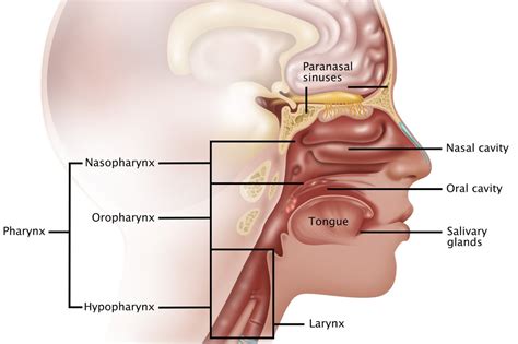 Nasal and sinus cancer - NHS