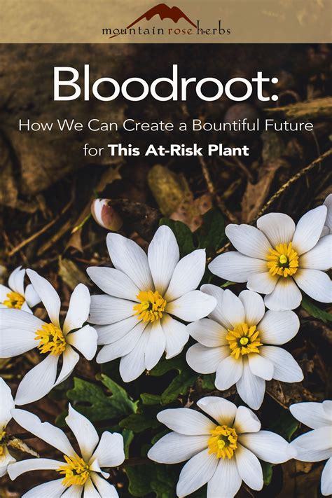 Bloodroot: How We Can Create a Bountiful Future for an At-Risk Herb in ...