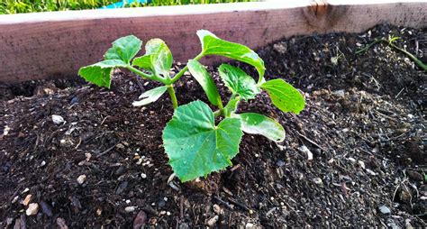 How To Grow Cantaloupe 🌱 Step-by-Step - Butter N Thyme