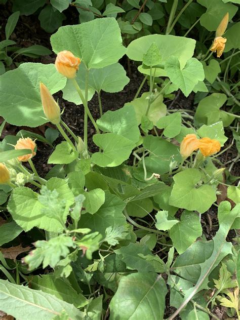 Pumpkin vine flowers Ronkonkoma Long Island New York August 21st 2020 ...