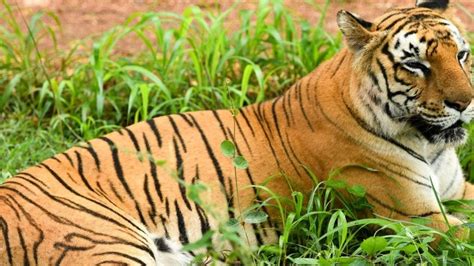 Top Wildlife Sanctuaries in Karnataka for the Wildlife Enthusiasts ...