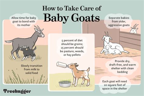 How to Raise and Care for Baby Goats