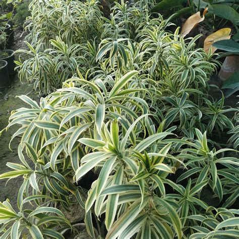 SONG ON INDIA - DRACENA REFLEXA - Plant.Pk