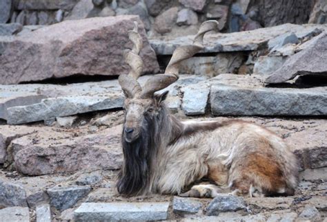 How trophy hunting is saving the markhor – My Life On The Land