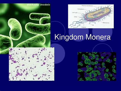 Monera - Classification and Characteristics | ProtonsTalk