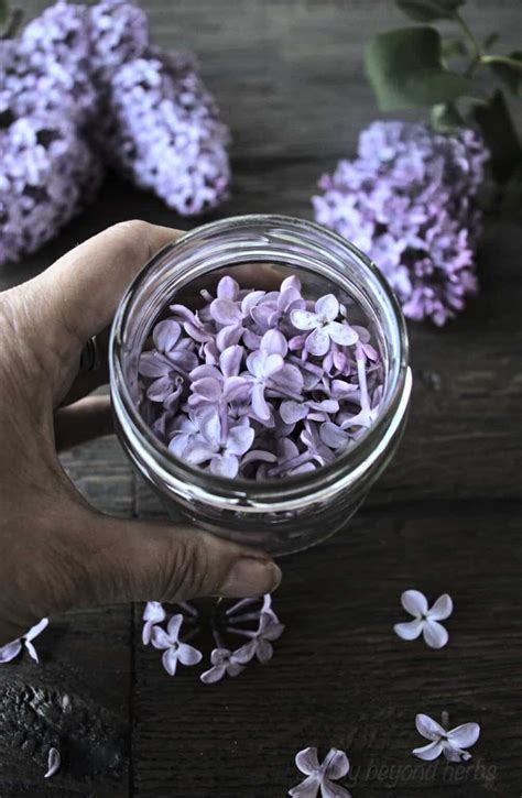 How to make Lilac oil and its uses - SimplyBeyondHerbs