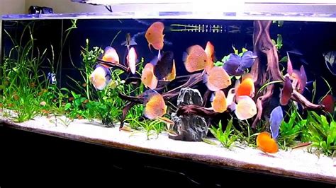 Discus Fish Tank Setup - Discus Fish Types