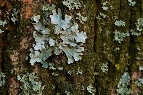 複数の生物が一緒に暮らす「地衣類」っていったい何？どんな生物がいる？生息地は？現役講師がわかりやすく解説します – Study-Z