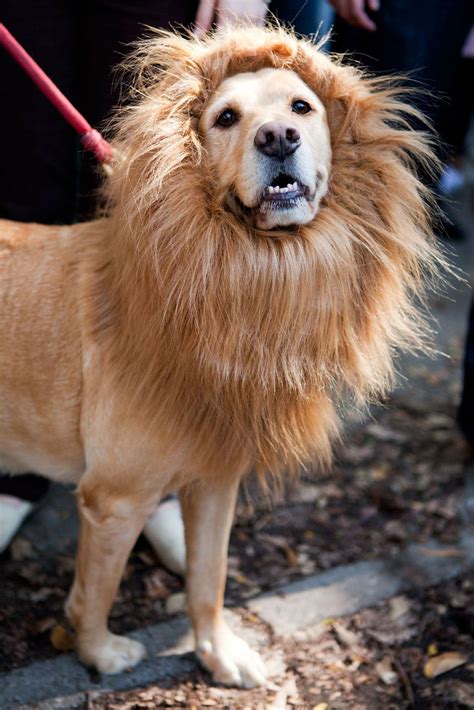 28 Adorable Dogs Winning Halloween | Cute dog costumes, Pet halloween ...