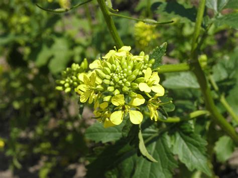 Brassica rapa L. | Plants of the World Online | Kew Science