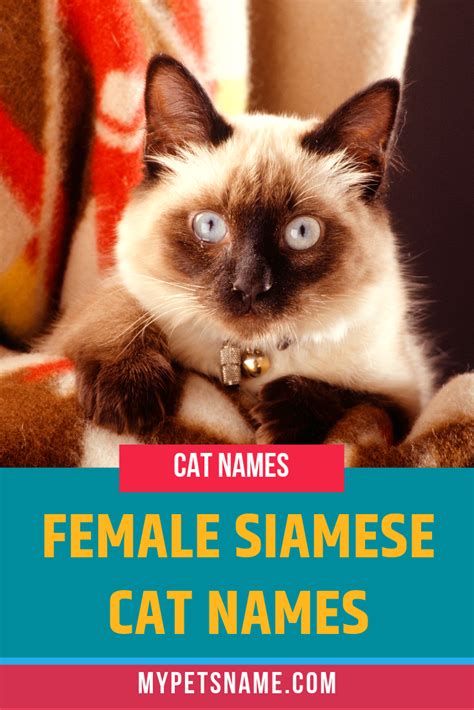 Female Siamese Cat Names | Siamese cats, Cat names, Girl cat names