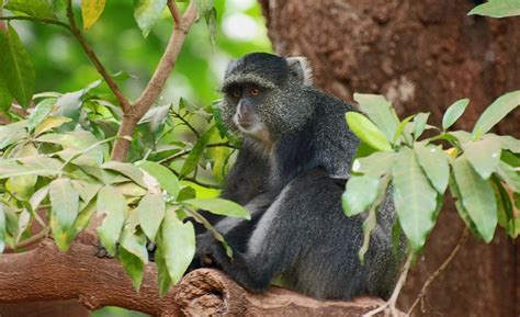 Kilimanjaro Wildlife - The Animals Of Mount Kilimanjaro