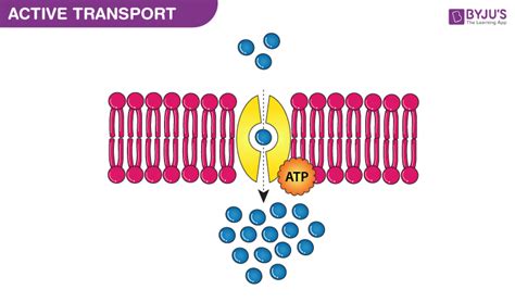 Active Transport - Definition And Types Of Active Transport