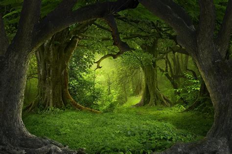 Buy Mystical Forest WALL MURAL, Magical Forest Wallpaper, Large Wall ...