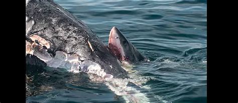 Killer Whales Eating Great White Sharks