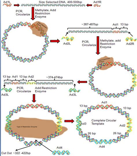 DNA nanoball sequencing - Alchetron, the free social encyclopedia