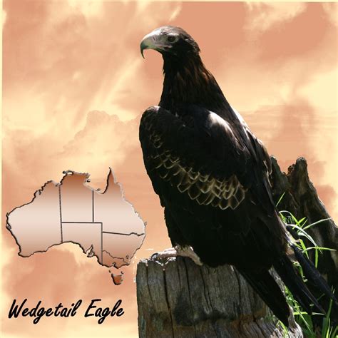 Wedgetail Eagle - Bird of Prey | Digital Scrapbooking at Scrapbook Flair