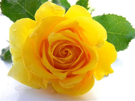 Yellow Rose 1 Free Photo Download | FreeImages