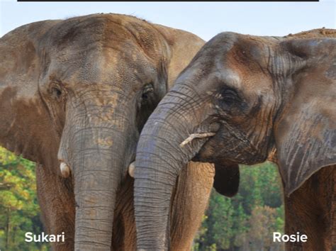 Sukari & Rosie at the Elephant Sanctuary in Hohenwald, TN