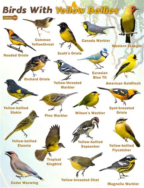 Birds With Yellow Bellies