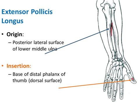 extensor pollicis longus origin and insertion - Google Search | Muscle ...