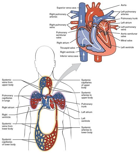 Schematic Diagram Of Heart Circulation