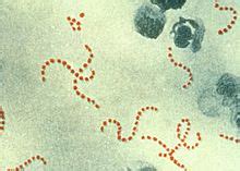 w.m Streptococcus pyogenes Microscope Slide