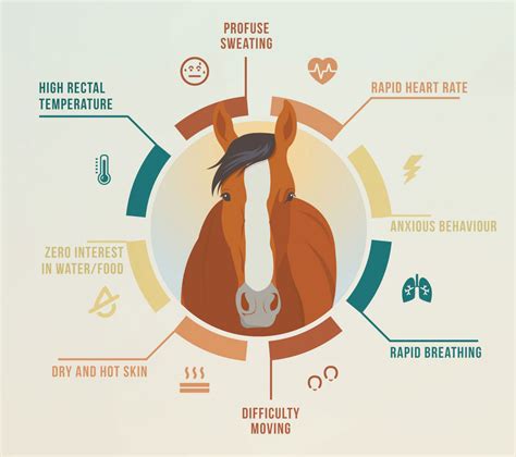 Heat Stress in Horses - Signs and Suggestions from WeatherBeeta