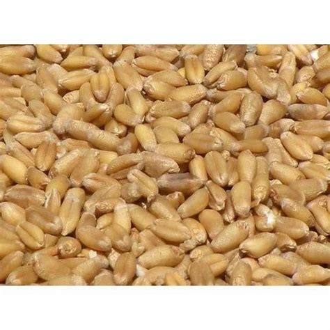 Wheat Seed - High Yielding Variety Wheat Seed Manufacturer from Indore