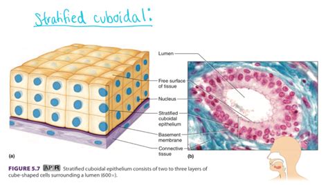 Stratified Cuboidal Epithelium Tubular Epithelial Cells Multiple Layers ...